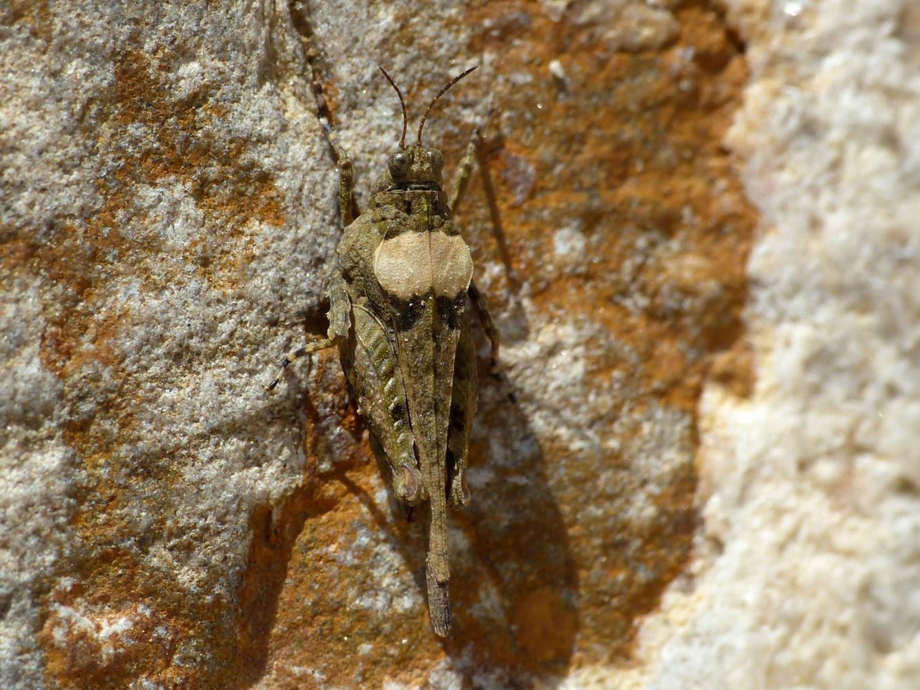 Paratettix meridionalis?